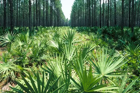 Sägepalme (Sabal) Felder