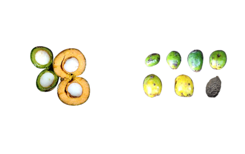 Sabalfrüchte